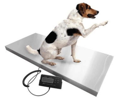 Balanza con Escala Veterinaria - WP